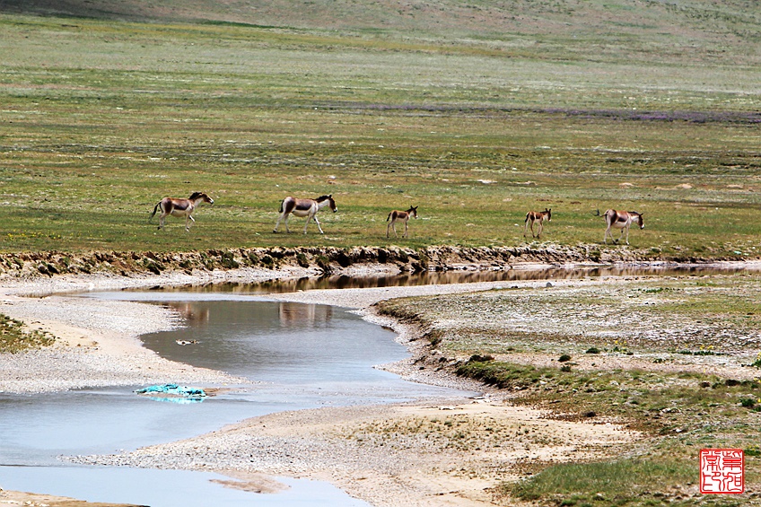 【大美青海】苦海有边,路遇野驴群