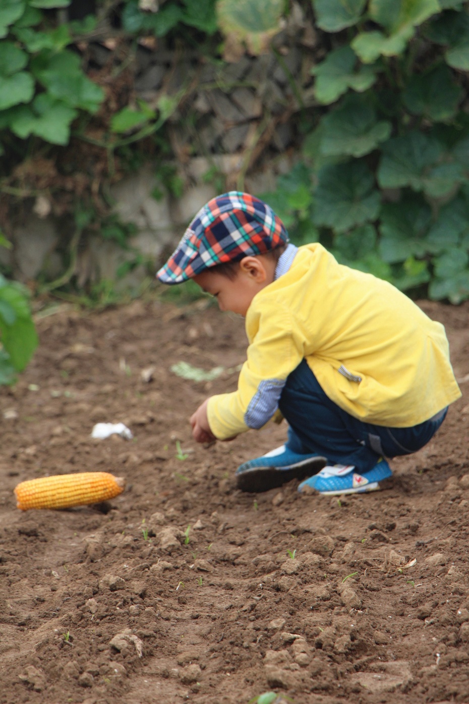 拔萝卜拔萝卜过足瘾------在姥姥家的菜园里撒欢
