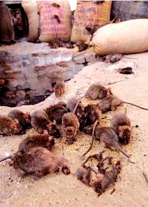 老鼠聚集行为也异乎寻常 网络图片