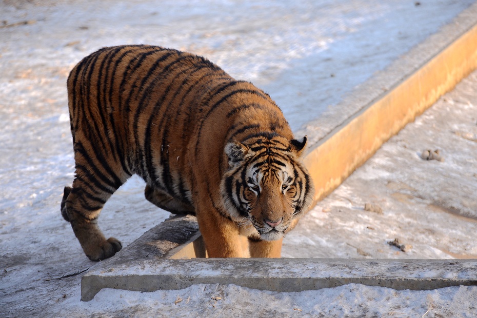 看到游客在走廊里出现,老虎朝人多的地方走去,碰碰运气,或许还能混点