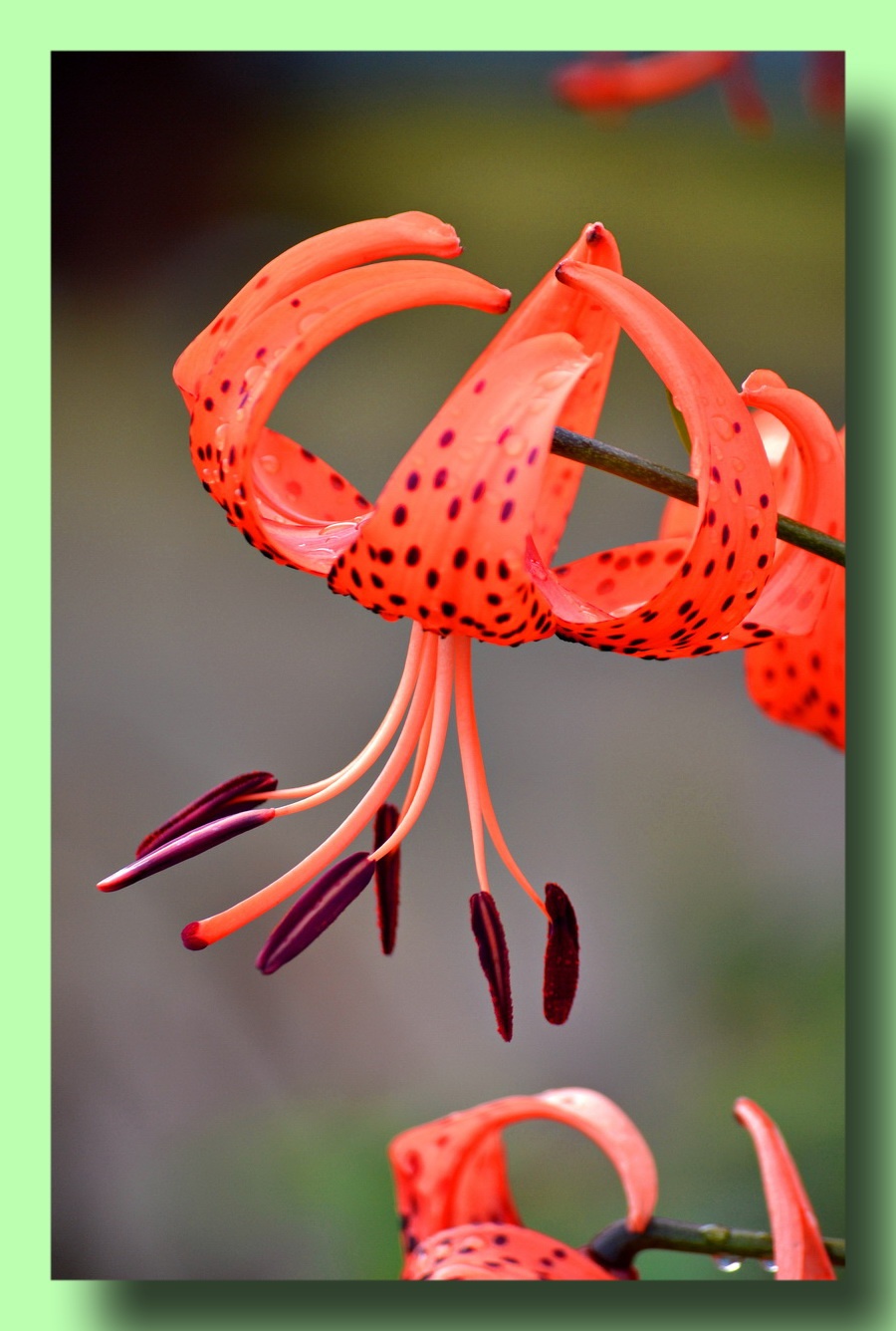 立春减字木兰花