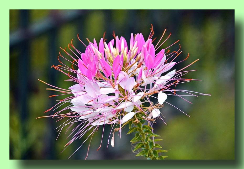 立春减字木兰花