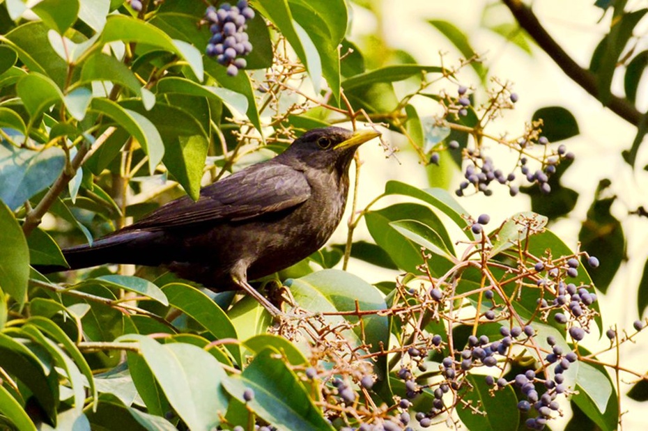 摄影习作(2015—56)拍摄的百舌鸟