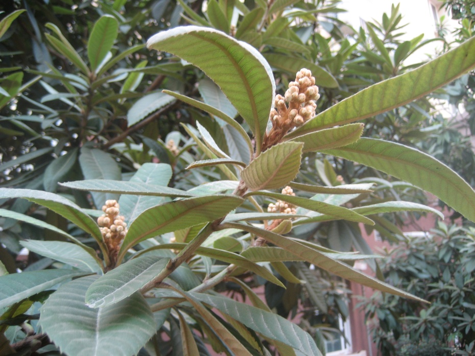 附小区眼下枇杷树花苞照片