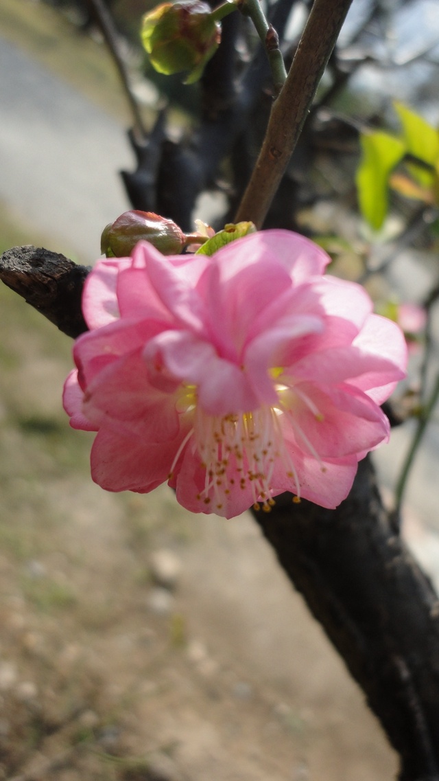 世纪梅园梅花两朵开