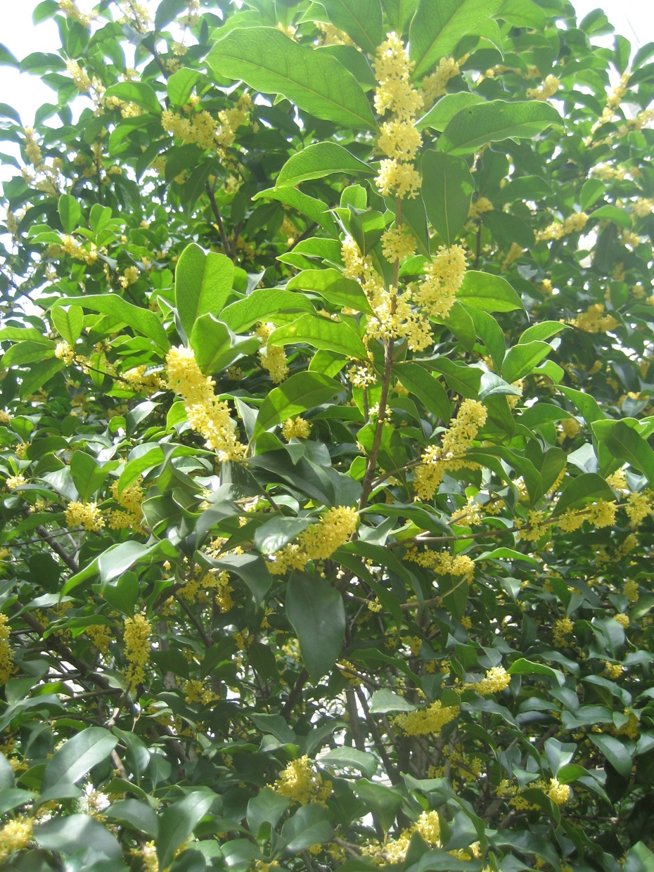 桂花树终年常绿,枝繁叶茂,秋季开花,芳香四溢,可谓"独占三秋压群芳"