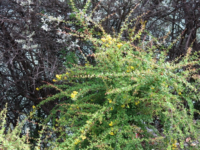 刺黄芩,土黄莲,老鼠子刺,小黄刺,酸咪咪(四川,小黄连,刺黄连,小鸡脚