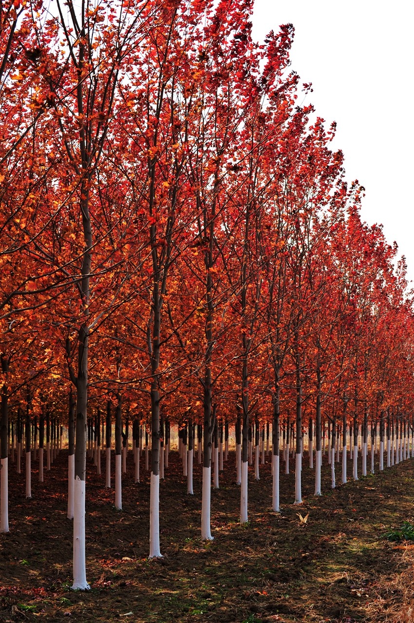 沈阳近郊金秋醉染美国红枫林