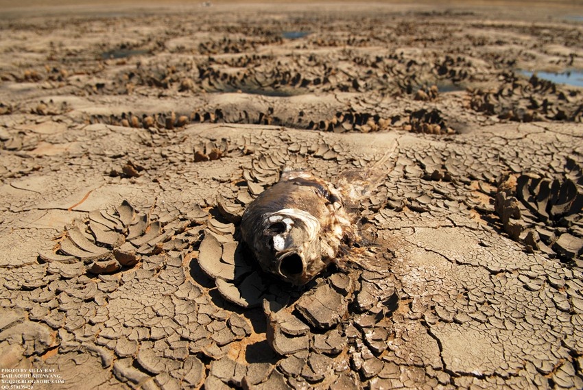 纪实辽宁干旱——水之殇