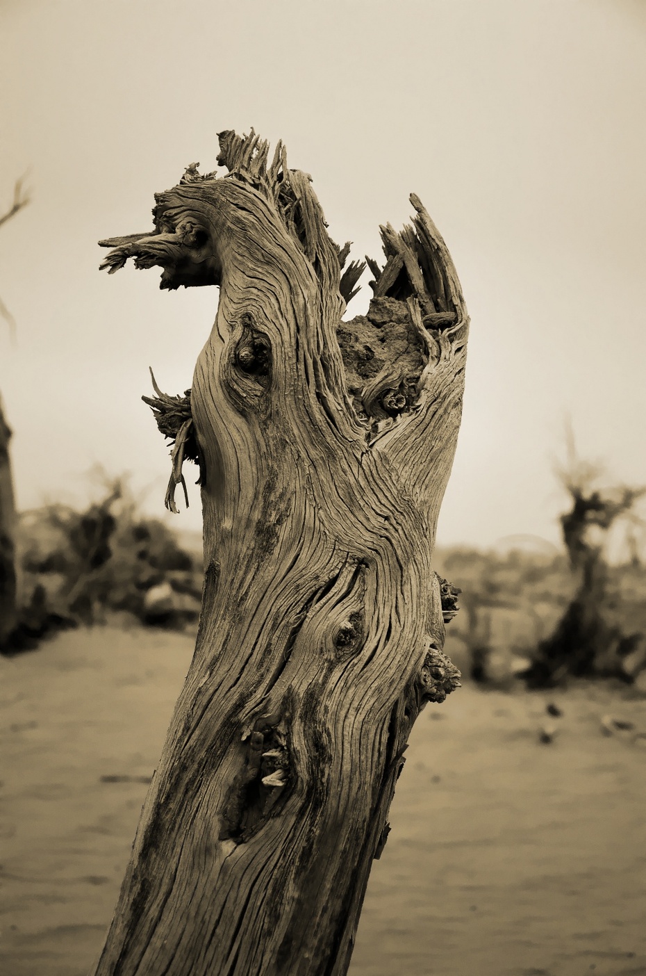 千年不朽的胡杨