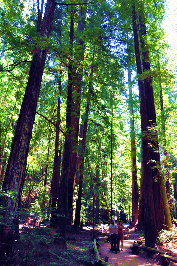 美國漫步世界上最高的樹林舊金山紅杉林