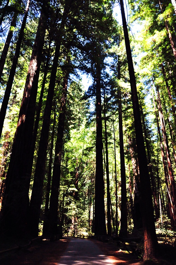 美國漫步世界上最高的樹林舊金山紅杉林