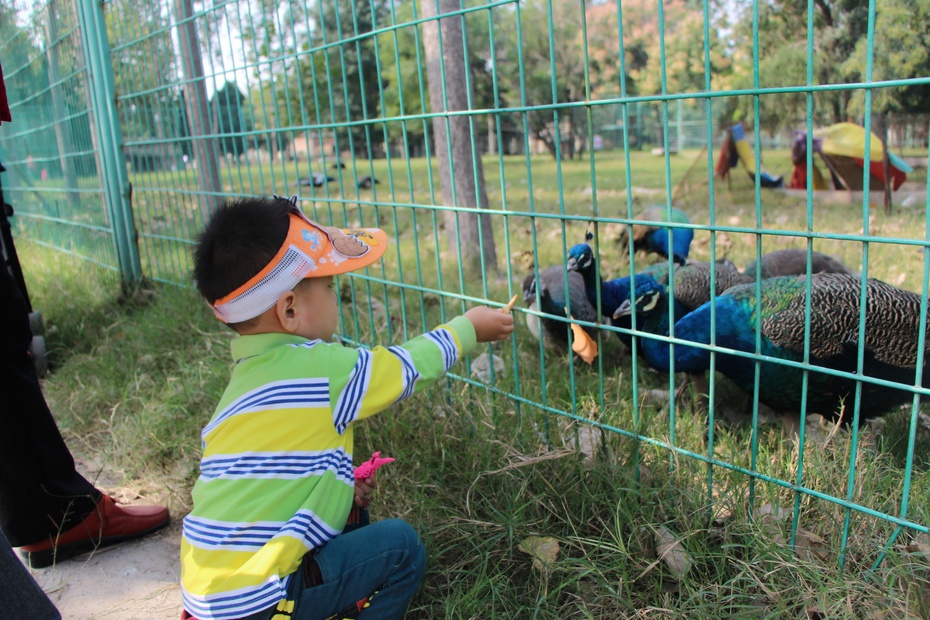 带乐游开封动物园乐滋滋喂孔雀咯