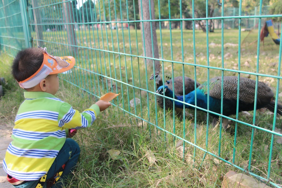 带乐游开封动物园乐滋滋喂孔雀咯