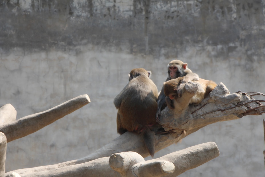 带乐游开封动物园乐滋滋喂孔雀咯