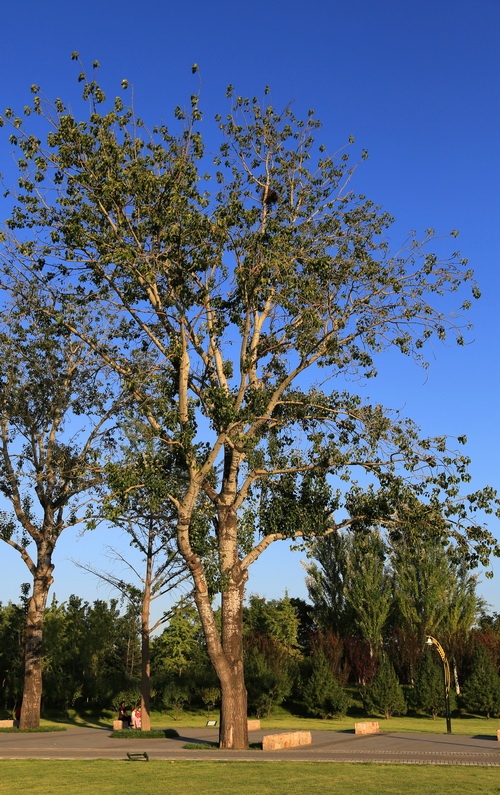 毛白杨-云淡风清-搜狐博客