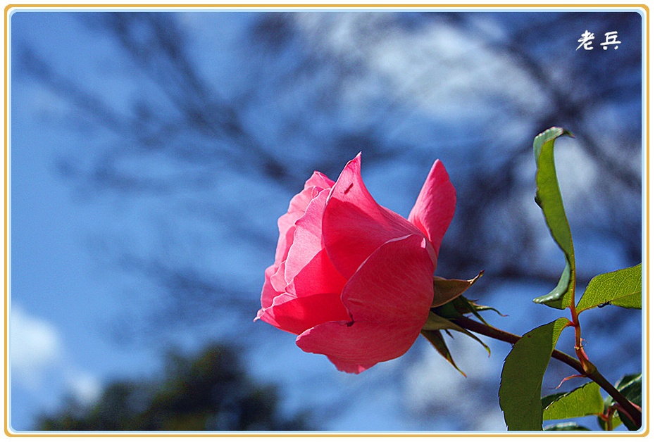 蓝天白云绿地红花