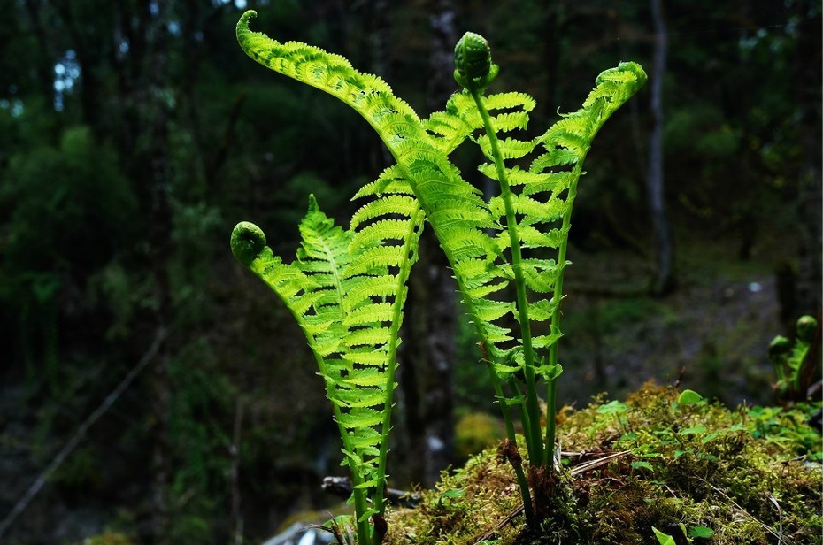 冲出云雾见雪山贡嘎我们来了第一篇原始森林徒步