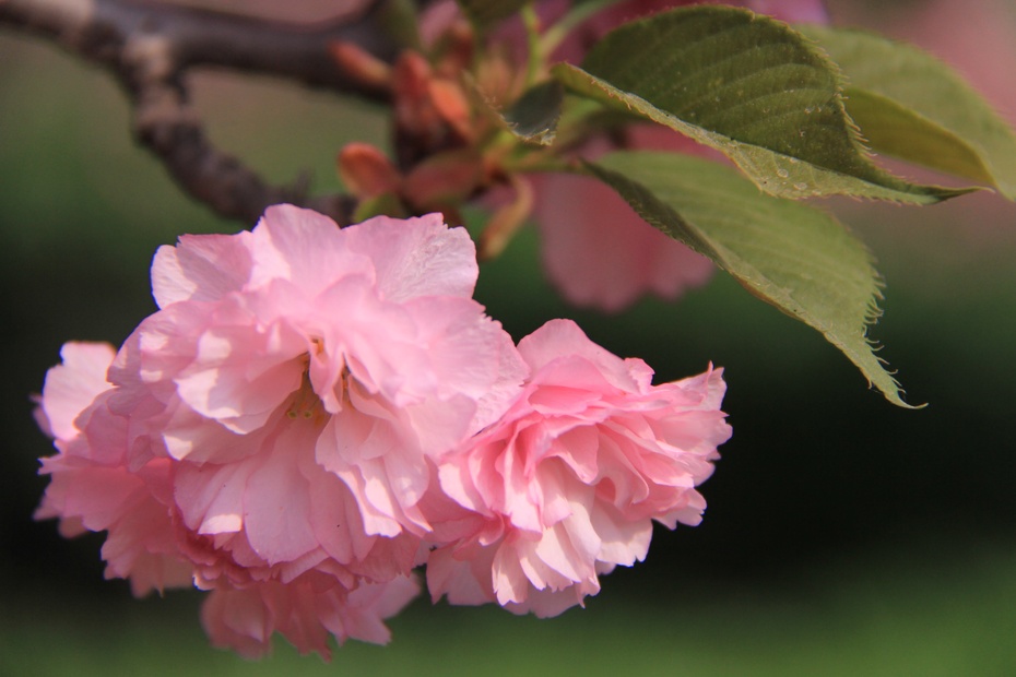 阳春三月风光好樱花盛开色更浓