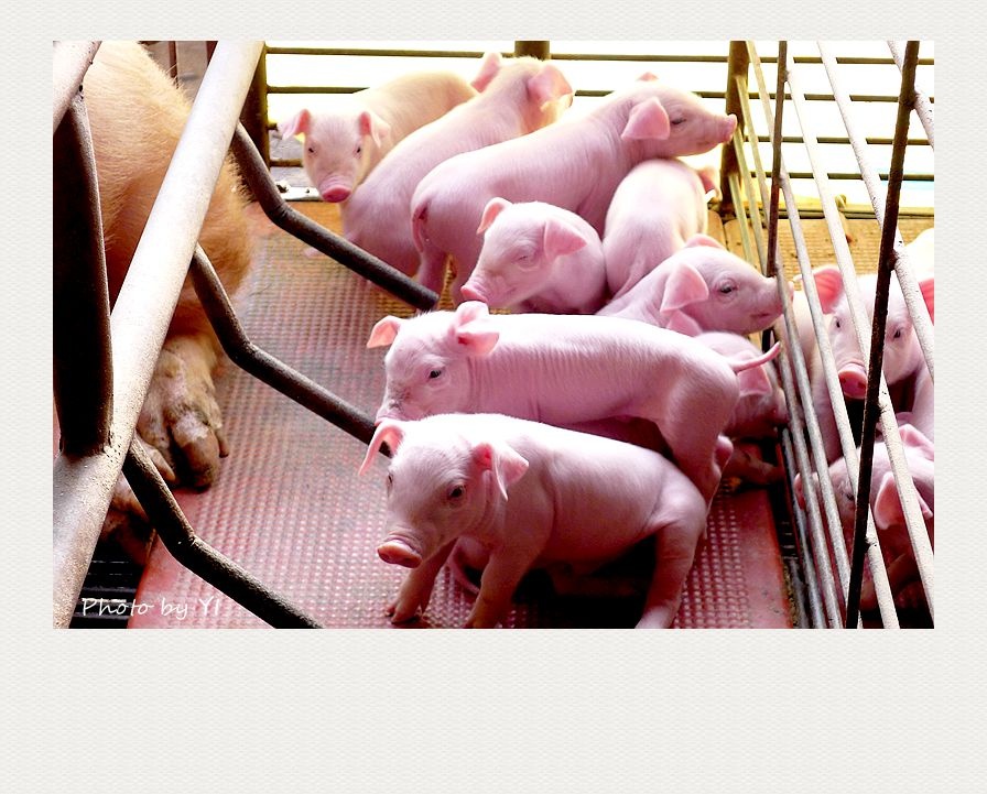 p9 主人大儿子的养猪场内景,干干净净的,这一窝粉嫩的小猪很遭人待见.