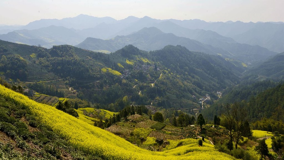 摄影习作2015101武阳山区的油菜花
