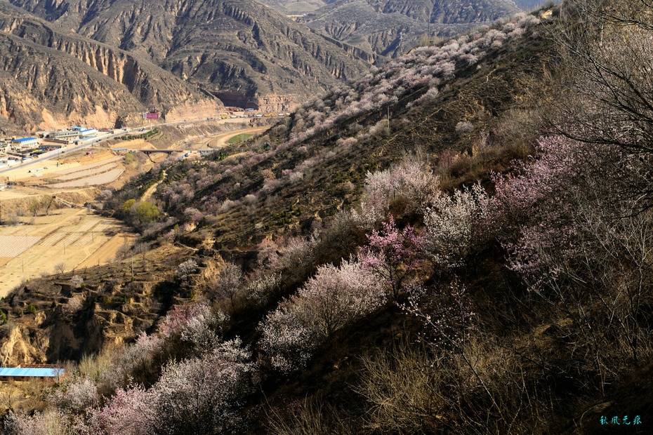 黄土高坡的春天图片