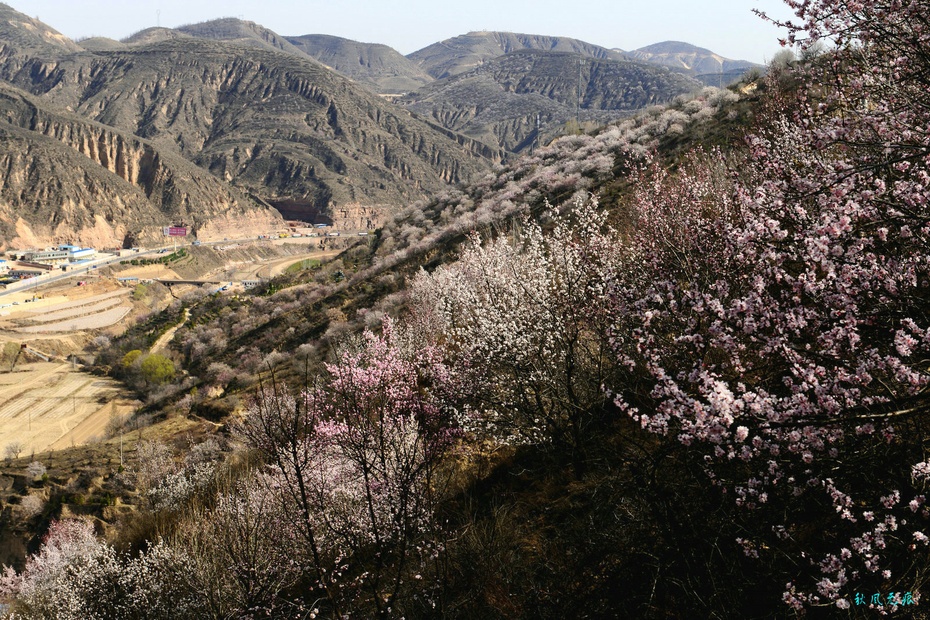 黄土高坡的春天图片