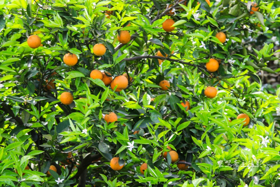 黄果柑花果同树图片