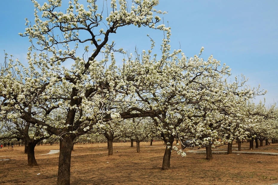琉璃河梨花节