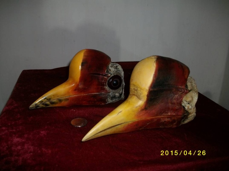 盔犀鸟头骨.盔犀鸟头骨.盔犀鸟头骨.盔犀鸟头骨.盔犀鸟头骨.