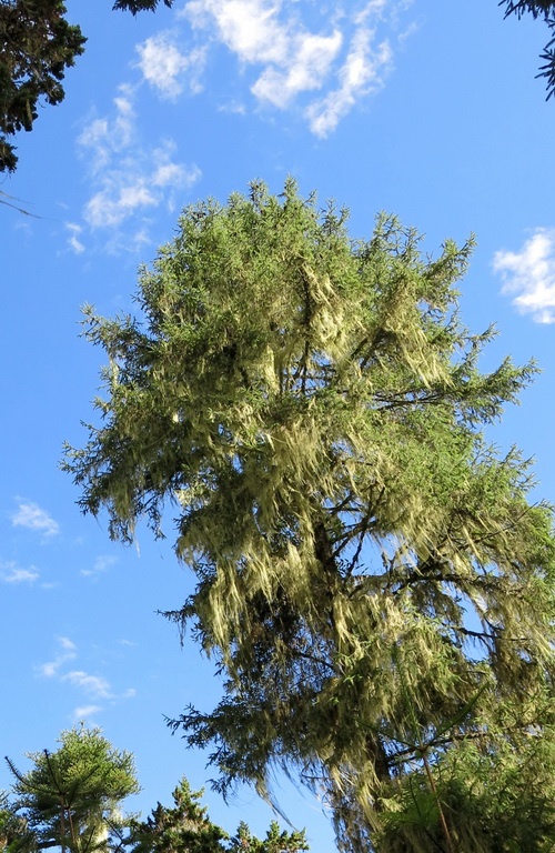 南伊沟——长松萝