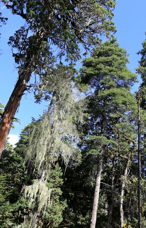 南伊沟——长松萝