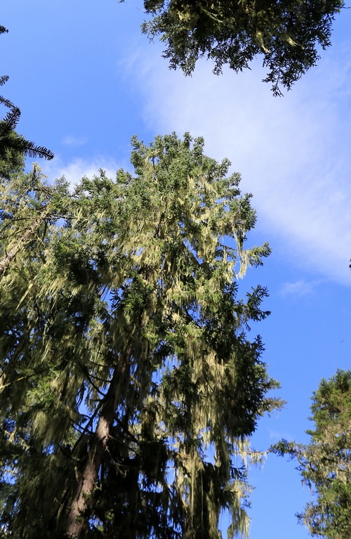 南伊沟——长松萝