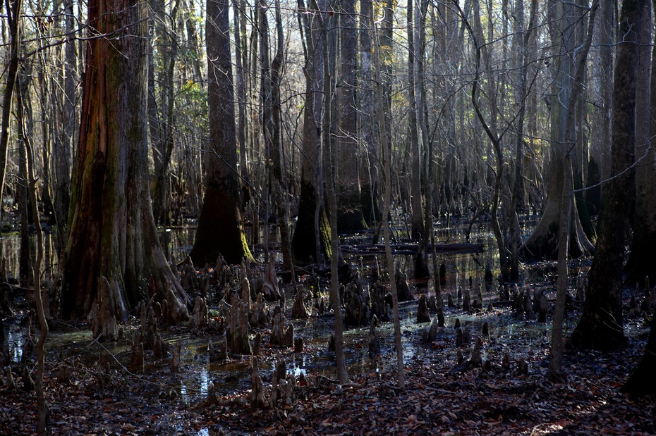 坎格瑞沼泽典型的植物,生长在沼泽中的树种.