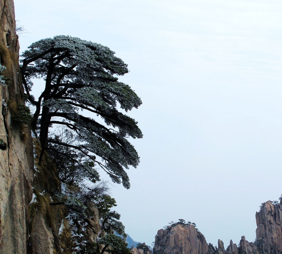 黄山盛开冰凌花 - 海军航空兵的日志 - 网易博客