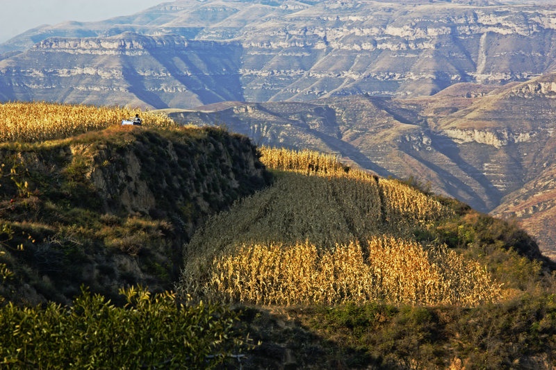&nbsp;山峁上的庄稼在夕阳下颇为好看,收获的拖拉机在庄稼里穿行
