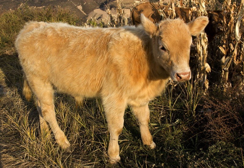 还有一头初生的小牛犊与母牛在路边吃草,满身金色的绒毛,瞪着大眼睛