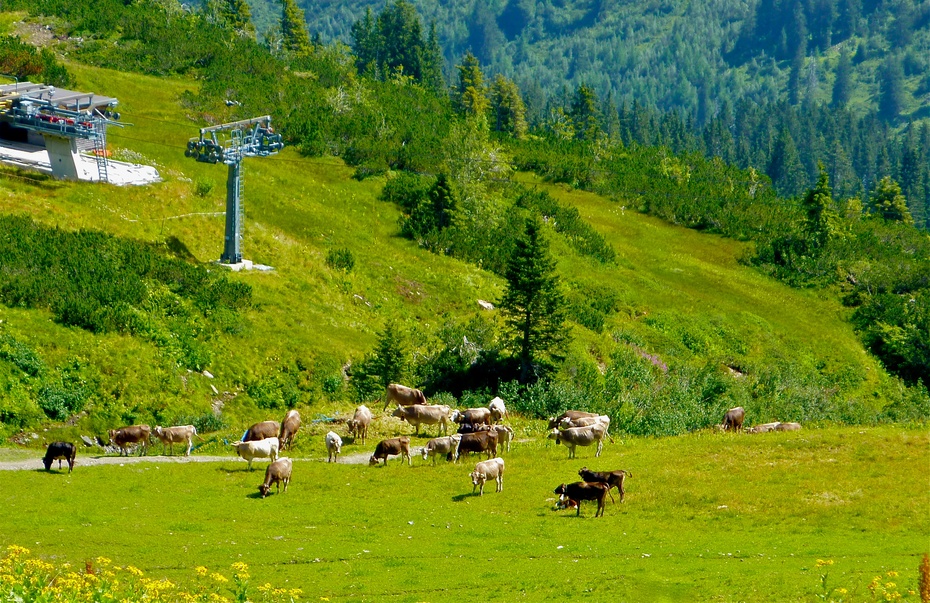 德国阿尔卑斯山 费尔霍恩山-神牛(fellhorn)