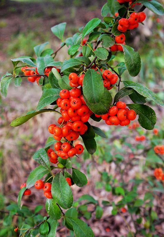 红艳艳的火棘果