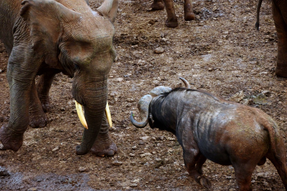 肯尼亚行摄实拍水牛大战野象群