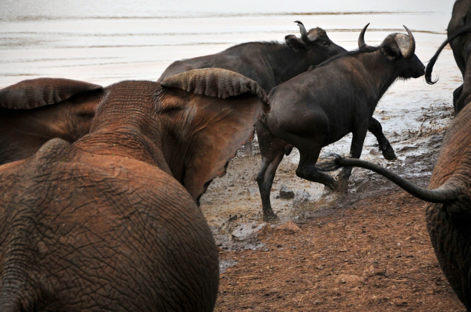 大象把水牛往水里赶半路杀出程咬金,一头大象拦住了去路,水牛被迫改走