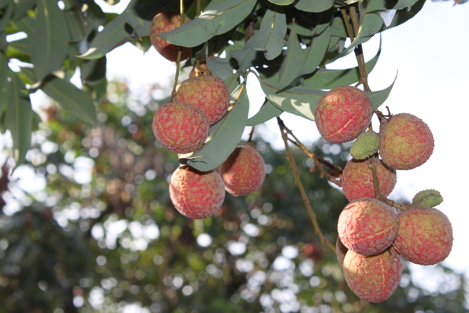 左侧二,叶子偏黄的是金钟荔枝,果大而长,芳香,习惯用于制作荔枝酒.