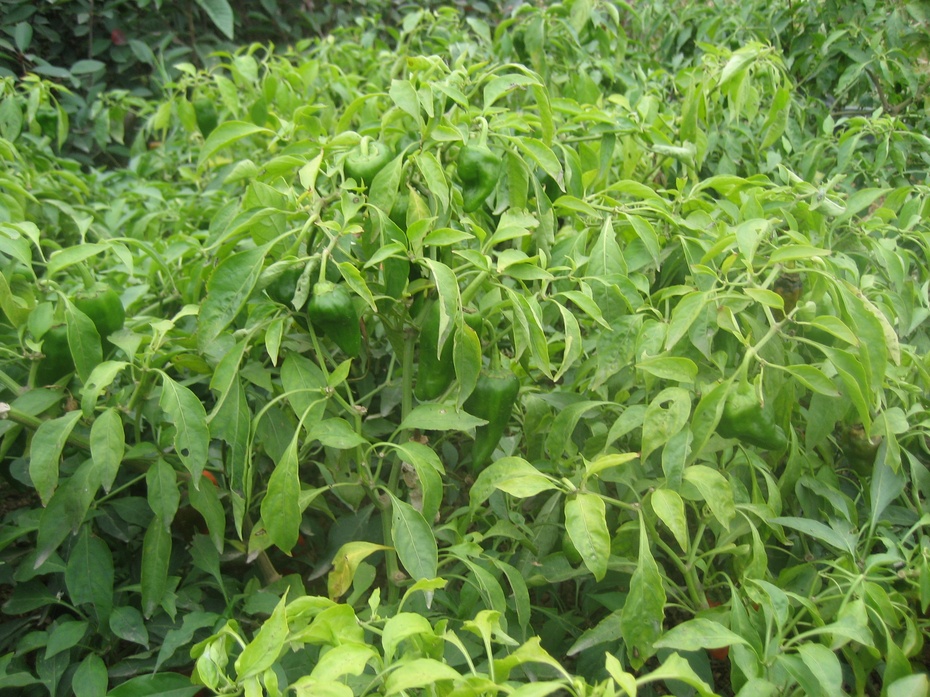 路边随拍辣椒树