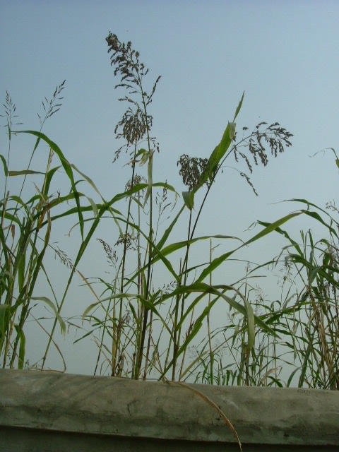 只要人们喜欢她