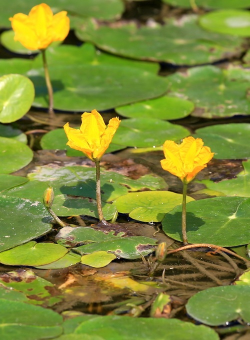 荇菜