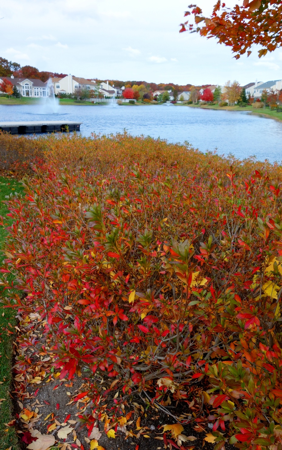 盛秋的明艳和秾丽