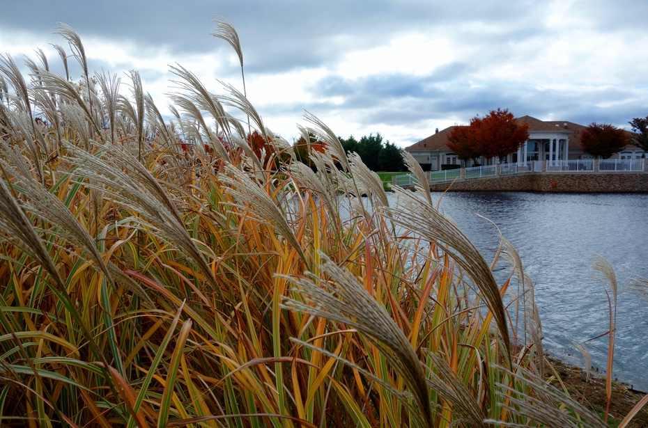 盛秋的明艳和秾丽