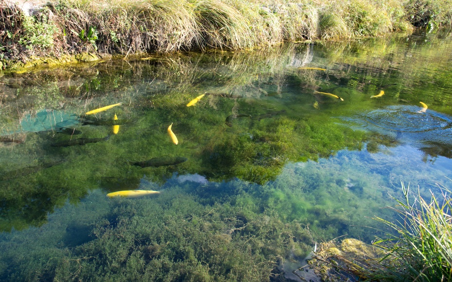 鱼戏水草间-快乐山羊-搜狐博客