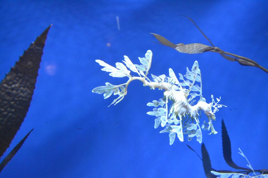 叶海马.会变颜色的水母.触摸池.