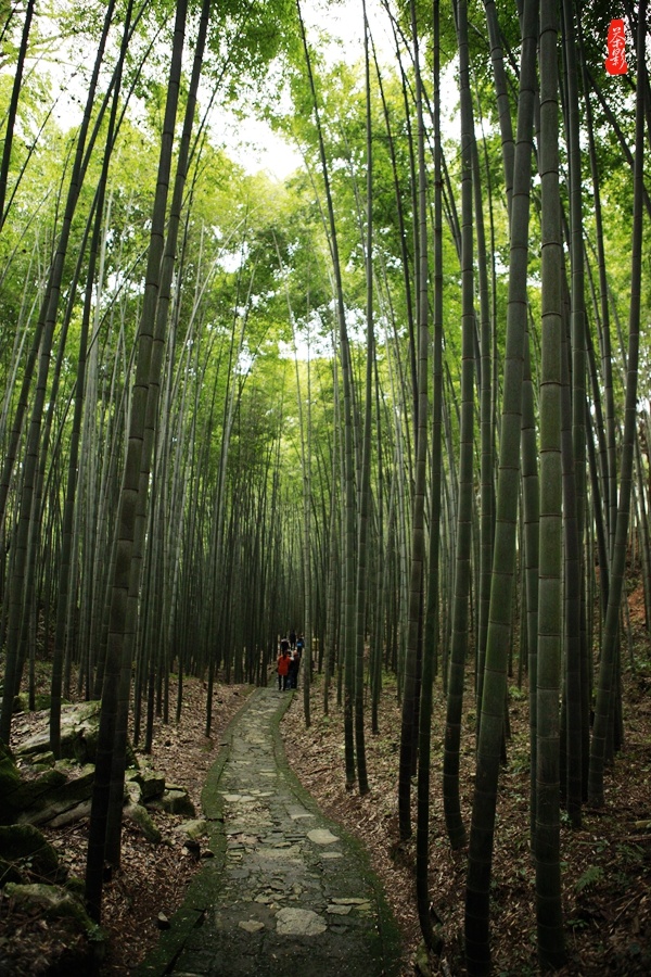 走在竹林的小道上,呼吸着饱含负离子的空气,忍不住扯起嗓子唱起了